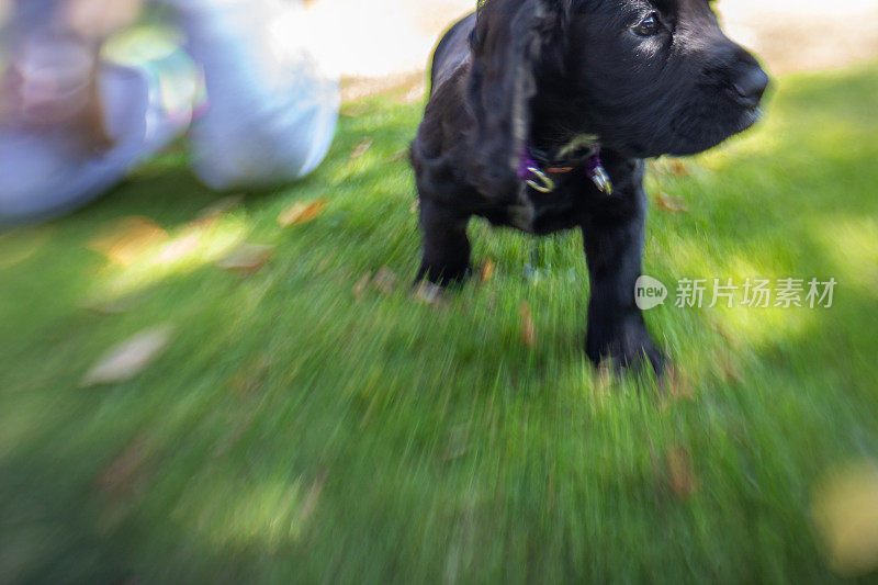 幼犬有较大的故意运动模糊区域