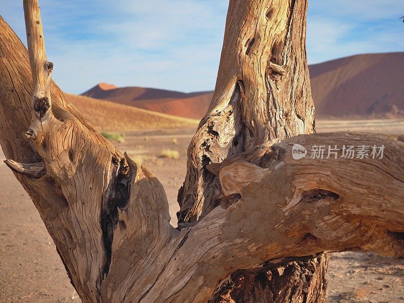 纳米布沙漠的一棵枯死的金合欢树干