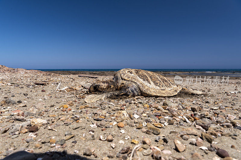 以海为背景的火山海滩上死去的红海龟的低角度侧视图