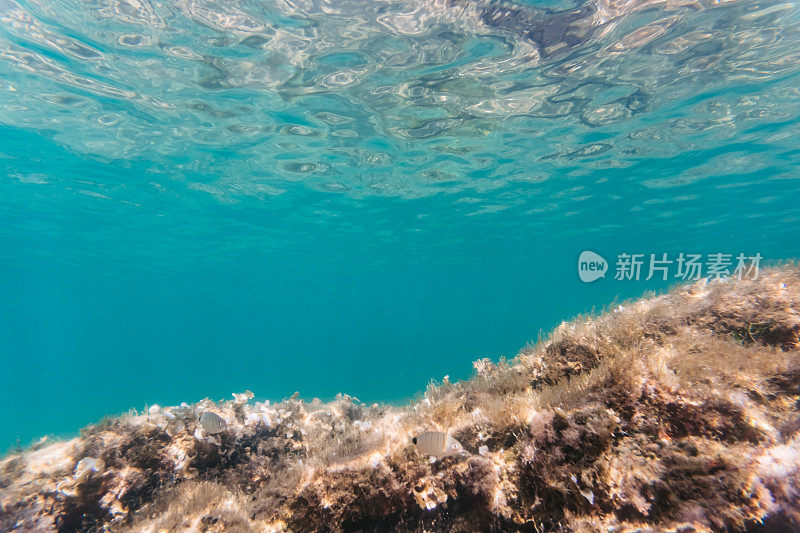 浅水海底的两条鱼