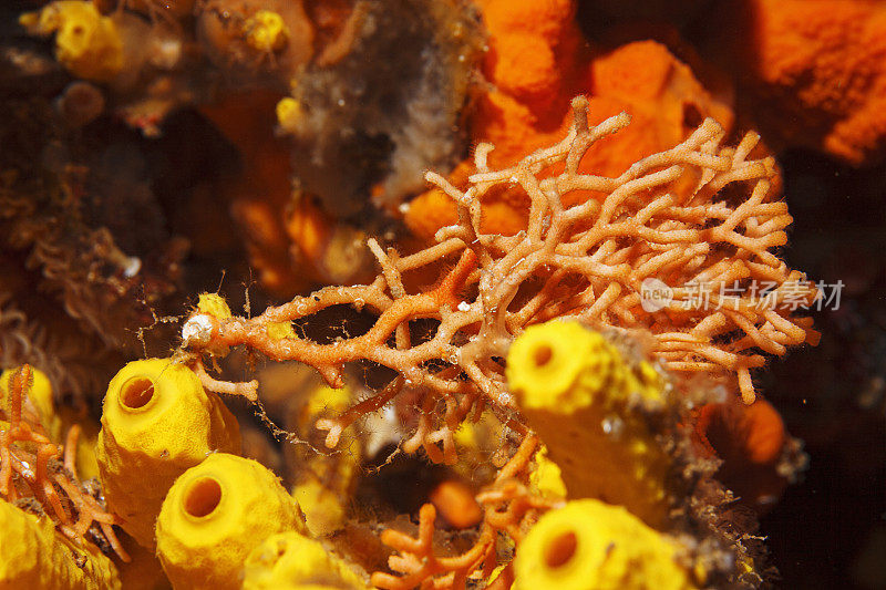 海洋生物红色硬珊瑚和黄色管海绵从水肺潜水员的观点水下照片