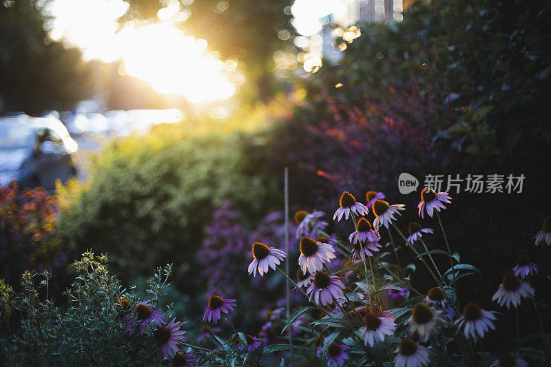 紫锥菊日落时