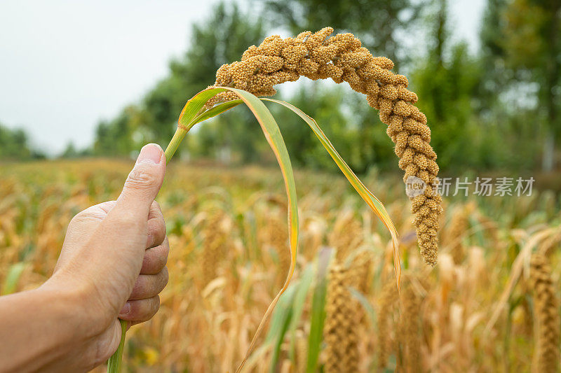 成熟的小米