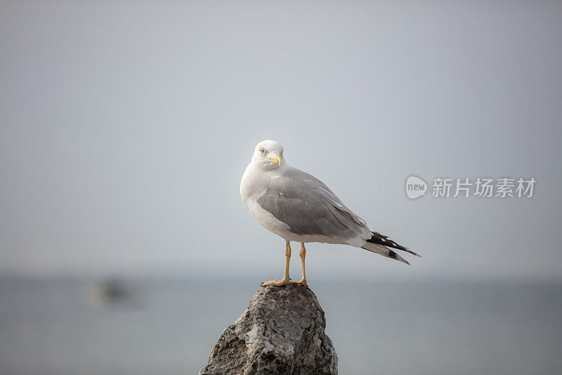 海鸥在岩石上