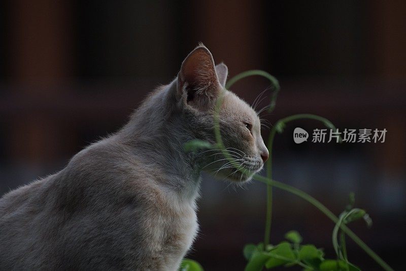 我的橙色宠物猫