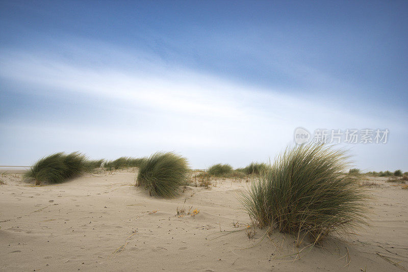 沙滩上的沙丘草随风飘动