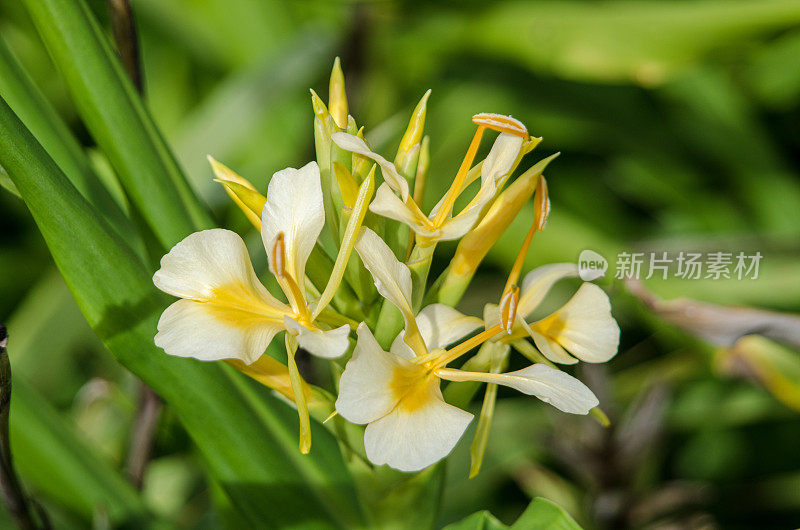 后花园的晚夏花