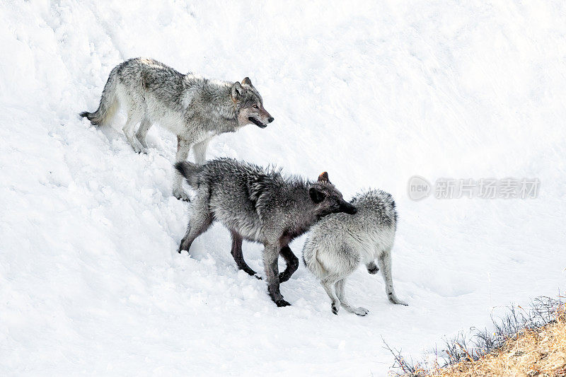 美国黄石国家公园怀俄明州西北部，同一群狼的三只狼在追逐狼时咬了另一只狼的背