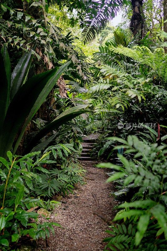 郁郁葱葱的绿色植物在热带丛林森林马来西亚槟城岛