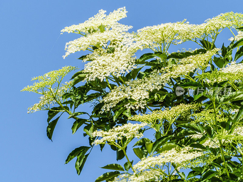 日本climbing-hydrangea