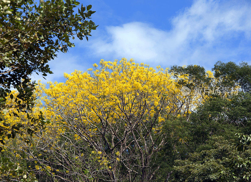 令人惊叹的黄树皮或阿马里洛科特兹树在开花，乌维塔，哥斯达黎加