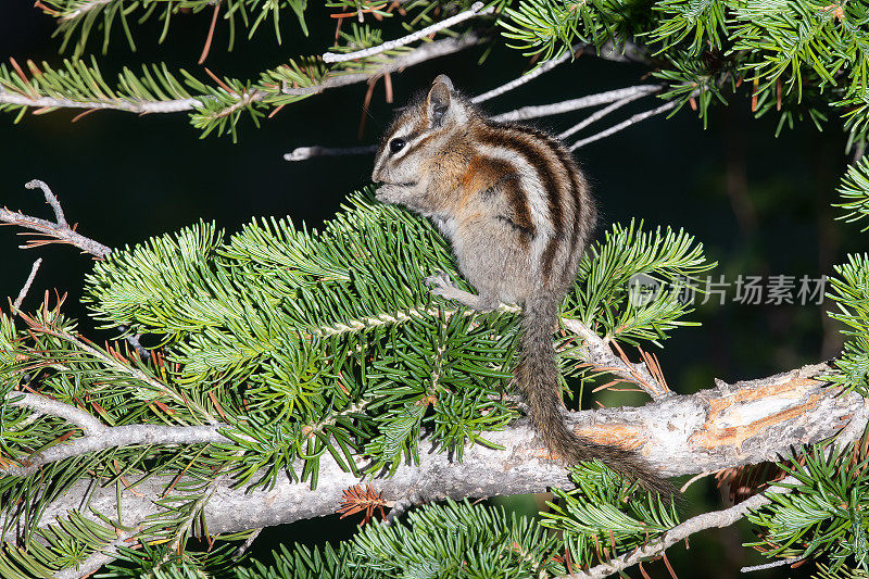 北美洲美国科罗拉多州北部，花栗鼠坐在小树枝上