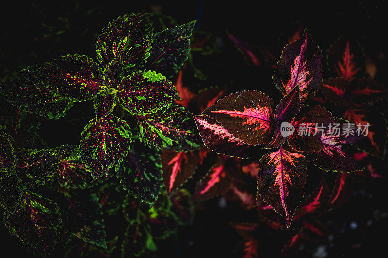 在公共花园中，牛属植物的叶子。