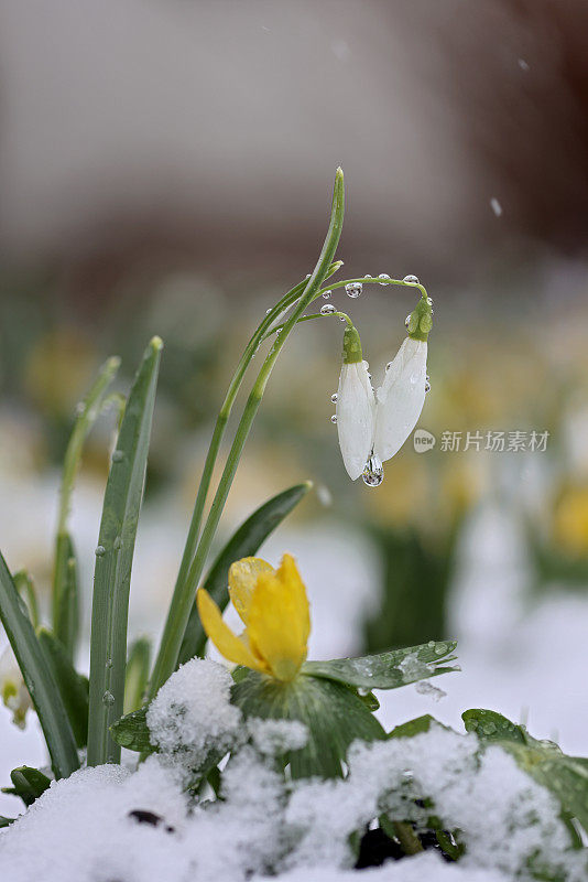 雪花属爱