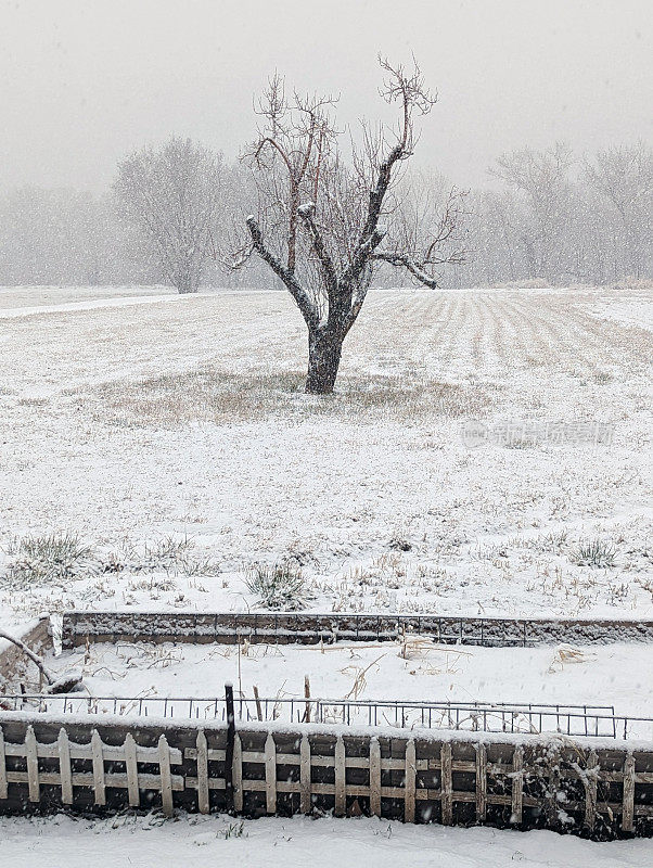 犹他州洛克维尔的下雪天和后院