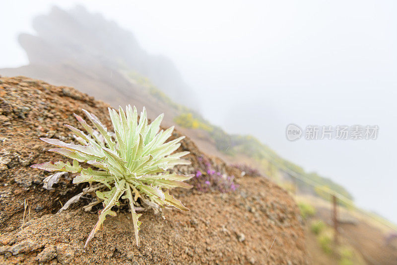 马德拉岛阿利耶罗山上的云