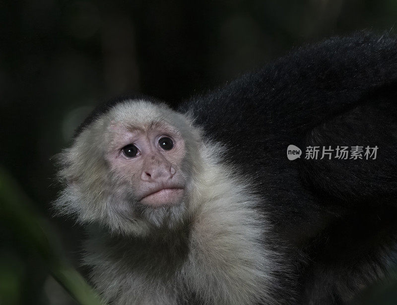 白面卷尾猴在树上