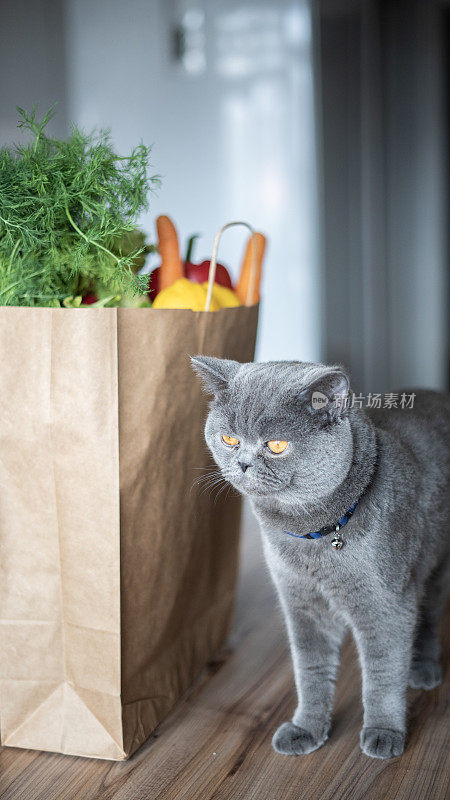 好奇的猫在厨房桌子上发现了购物袋