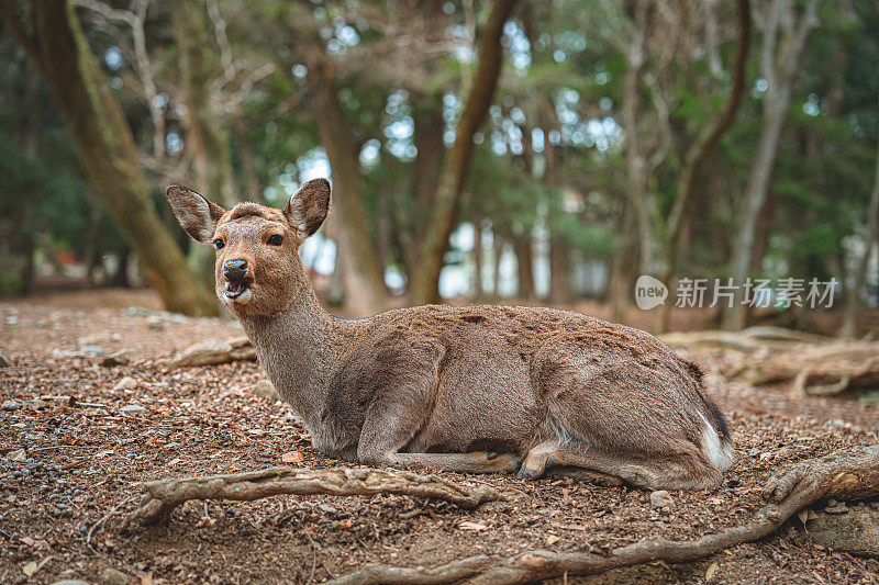 日本奈良的鹿