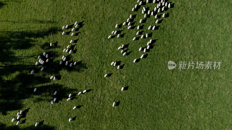 在诺森伯兰郡放牧绵羊