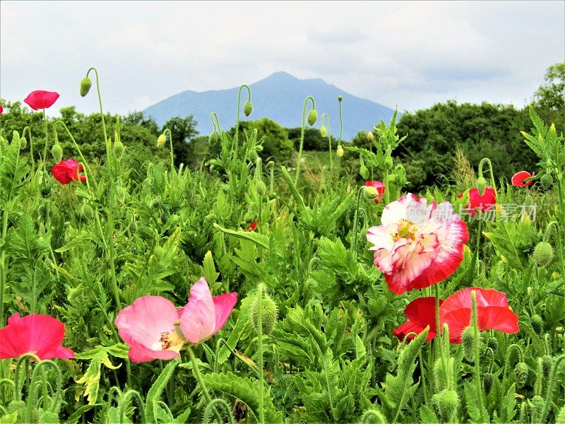 日本。五月筑波山脚下的罂粟田。