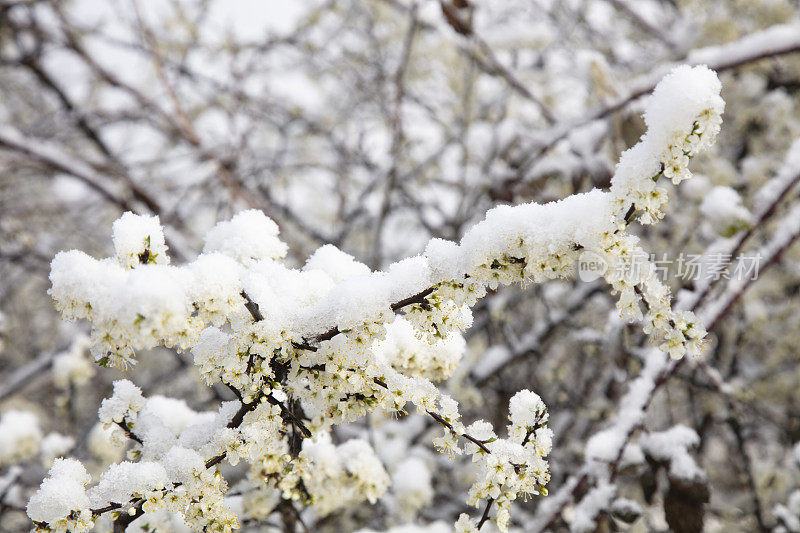 在一个阳光明媚的冬日，金合欢上的雪