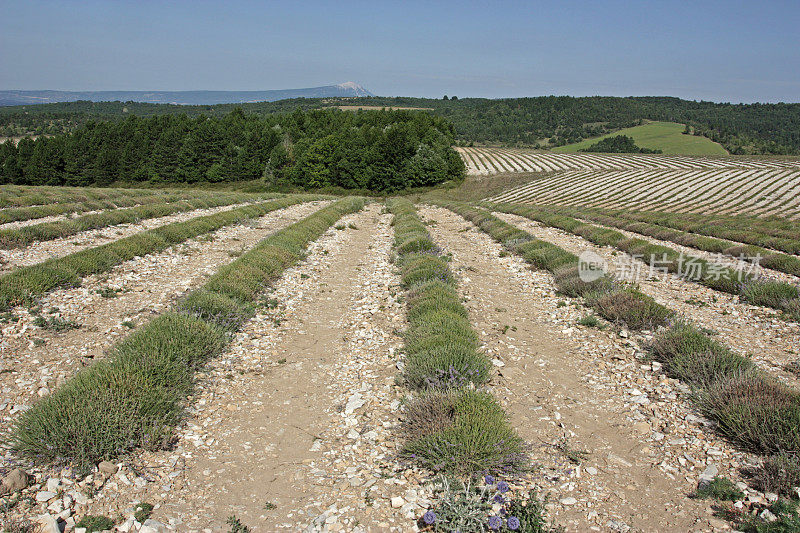 收获的薰衣草，背景是Ventoux