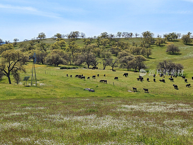 2023年4月初，加利福尼亚州中南部费尔南德斯溪附近的CA-58沿线的超级花朵和山谷中的牛群