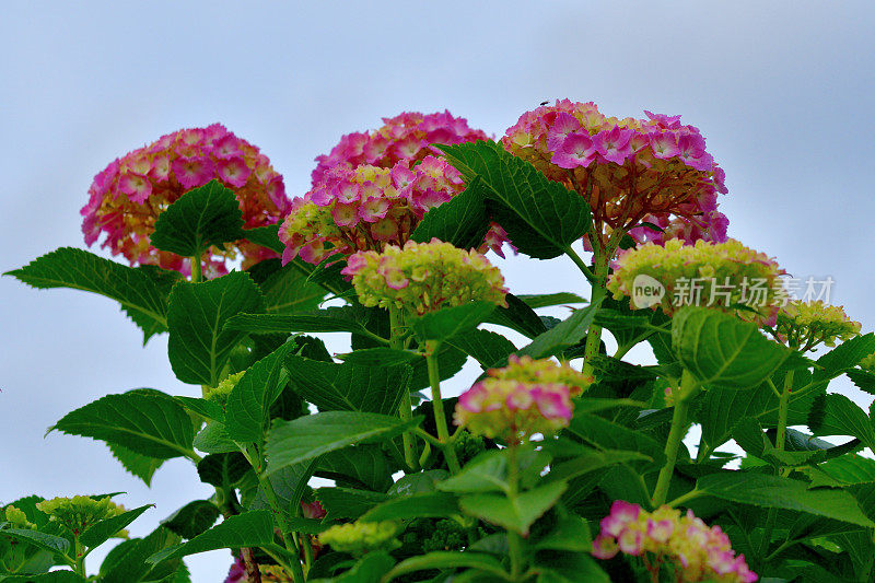 圆锥绣球花:多茎，木质，落叶灌木，有明亮的花