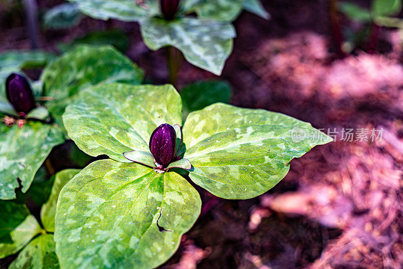 紫色桔梗花在皇家植物园-岩石花园，汉密尔顿，加拿大