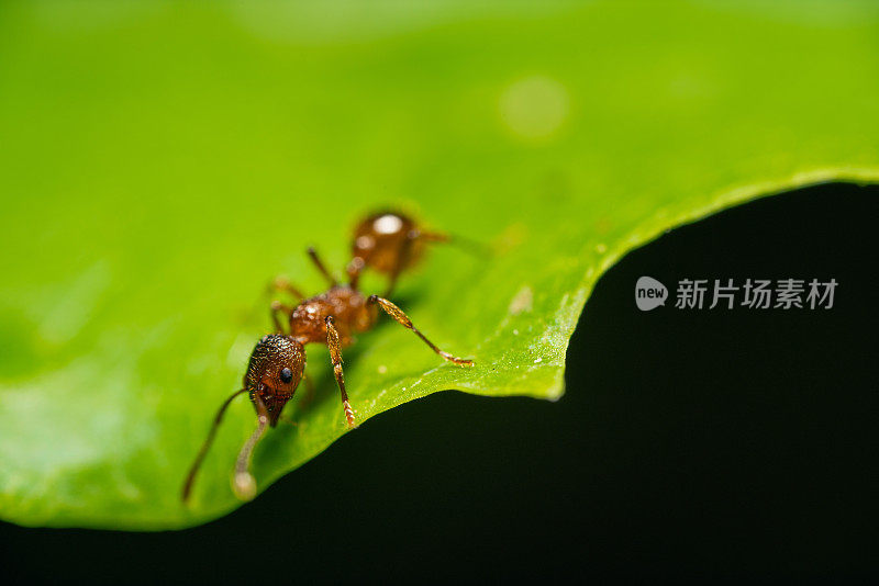 绿叶上的蚂蚁，特写镜头