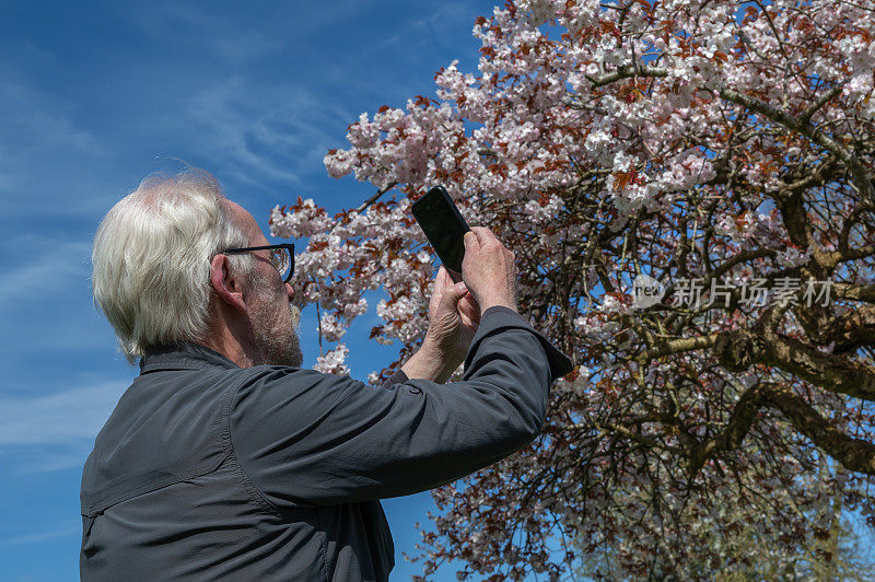 一个成熟的男人在拍摄樱桃树上的花朵