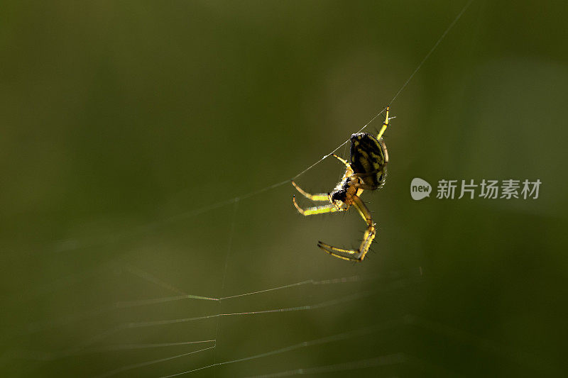 蜘蛛等待织网的特写