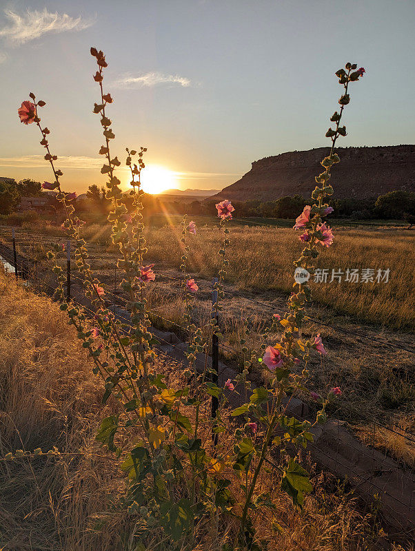 2023年初夏，日落时分，犹他州罗克维尔的干草牧场