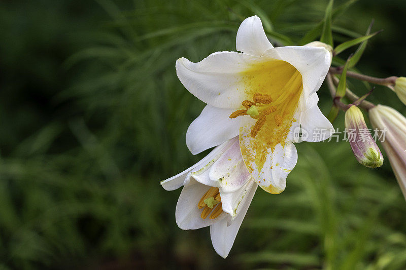 白百合花