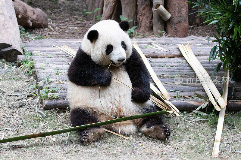 甜美毛茸茸的熊猫，贺华，成都熊猫基地，中国