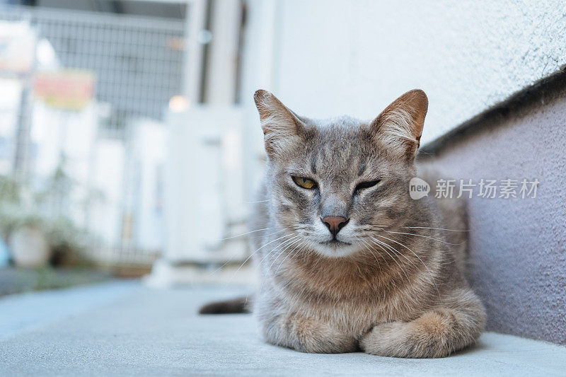 小巷里一只猫的形象