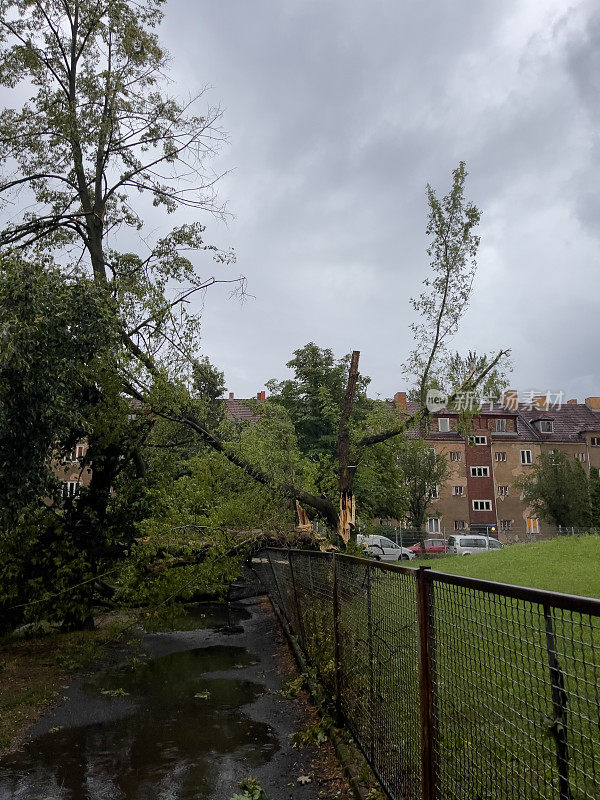 暴风雨过后，柏林一个居民区倒下的树木