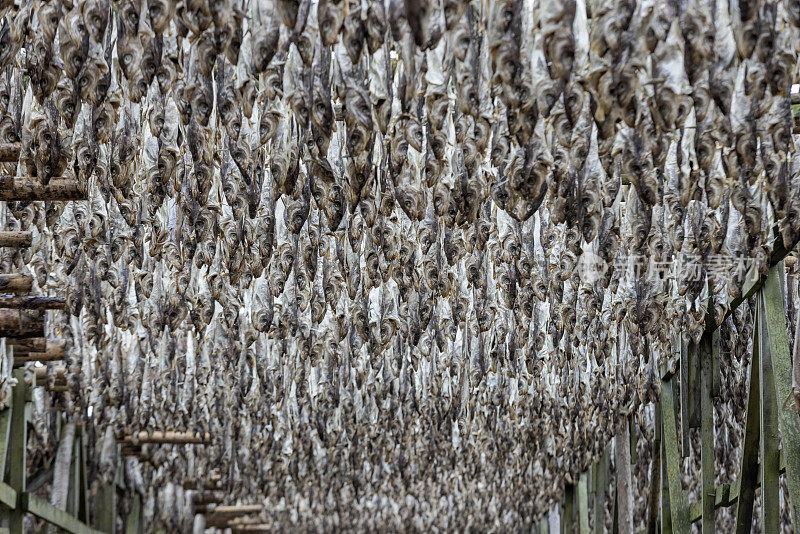 罗浮敦群岛上挂在特殊架子上晾干的鳕鱼