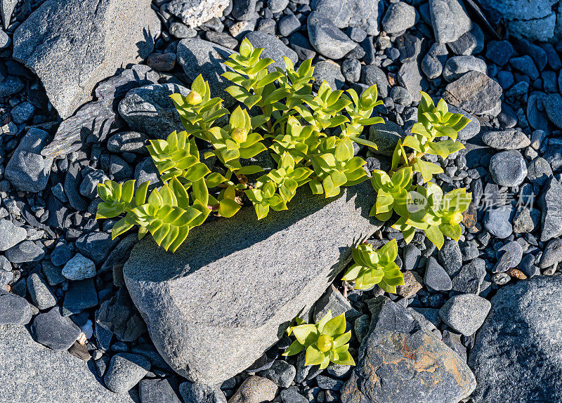 石竹属植物，石竹科的海沙草或海边沙植物。海繁，海刺草，沙滩沙草，沙滩绿草和马齿苋。威廉王子湾;阿拉斯加;楚加奇国家森林。