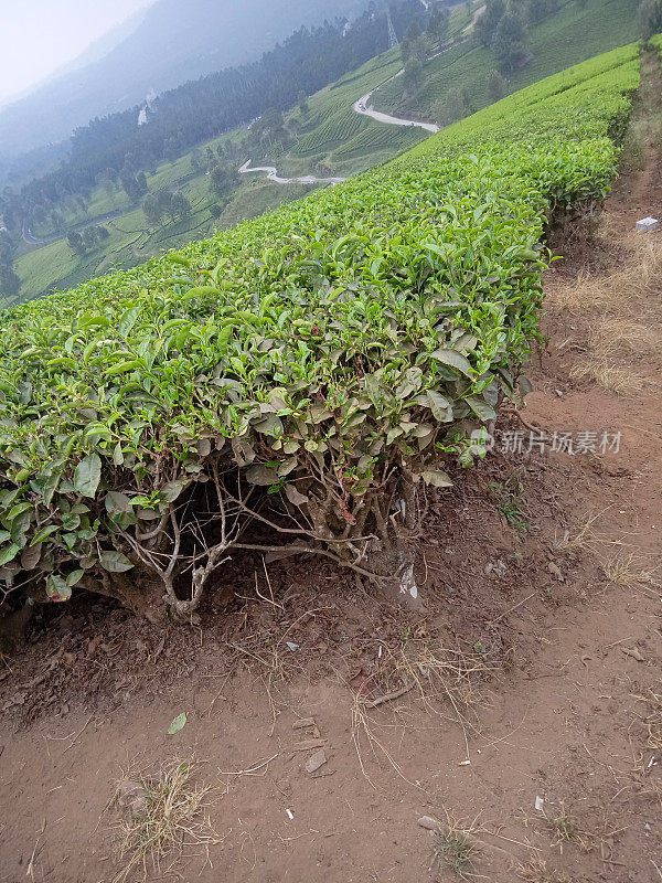 茶树与干燥的土壤