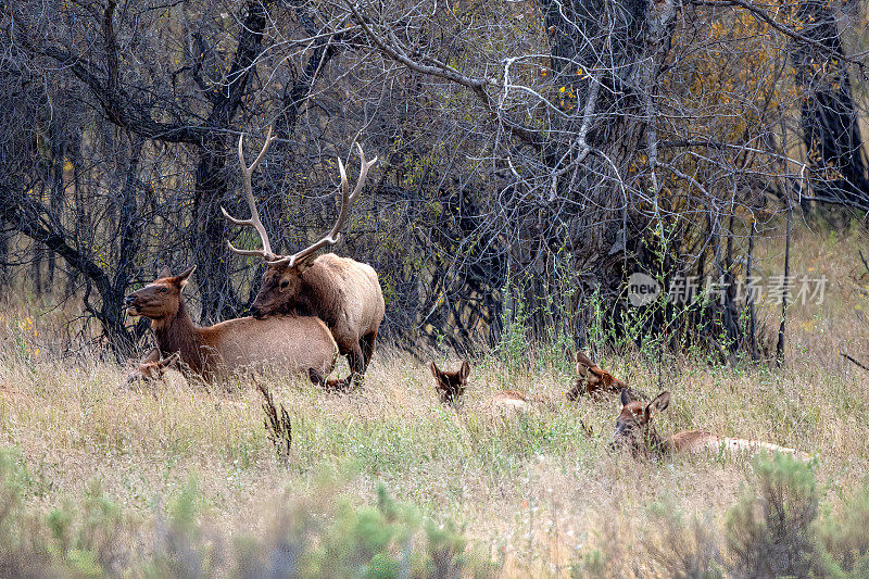 美国西北部的查尔斯·拉塞尔野生动物保护区，蒙大拿公麋鹿与母麋鹿交配