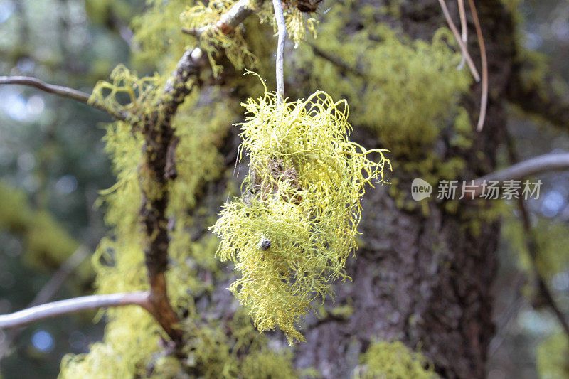 拉森火山国家公园，加利福尼亚