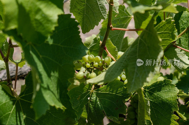 白葡萄酒用的绿葡萄