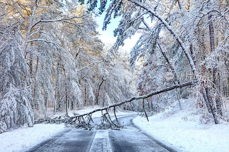 暴风雪过后，一棵树挡住了道路