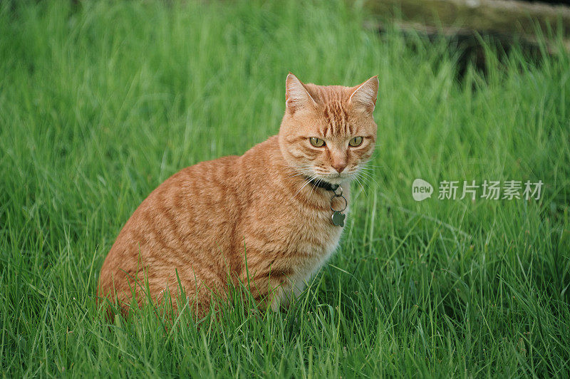 家姜猫户外