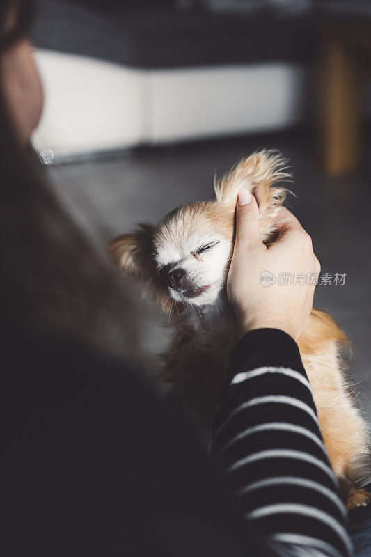 一个女人带着一只吉娃娃狗在客厅里