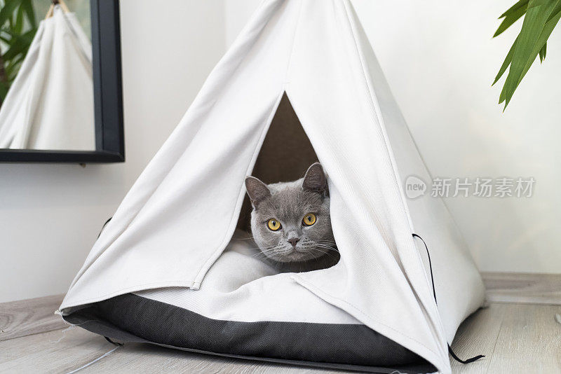 帐篷里的英国短毛猫