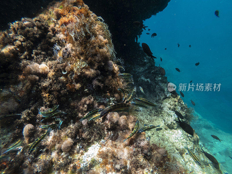 海蚌吃海藻
