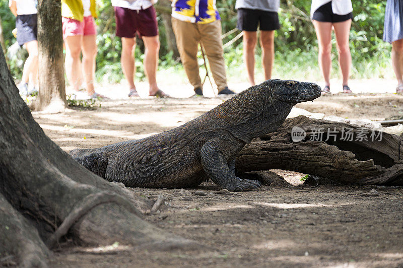 科莫多龙，一种土生土长的蜥蜴爬行动物，生活在印度尼西亚纳班巴霍的科莫多岛国家公园